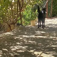 سگ درجه یک|سگ|محلات, |دیوار