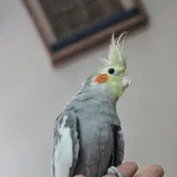 فروش عروس هلندی|پرنده|بومهن, |دیوار