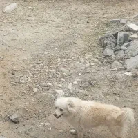 سگ گم شده امشب