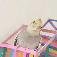 گم شده|حیوانات|تربت جام, جامرود|دیوار