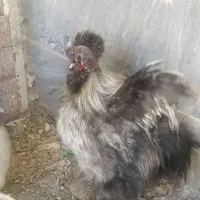 خروس ابریشمی