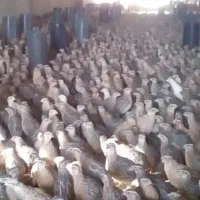 جوجه بلدرچین