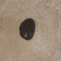 مهره های گبری کهنه قیمتی|جواهرات|منوجان, |دیوار