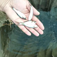 ماهی|ماهی|رشت, شهرک الغدیر|دیوار