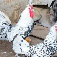 تخم مرغ نطفه دارازنژادهای زینتی وکمیاب