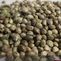 شاه دانه فروشی بصورت کلی