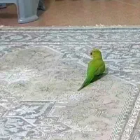 جوه طوطی ملنگو نر|پرنده|تایباد, |دیوار