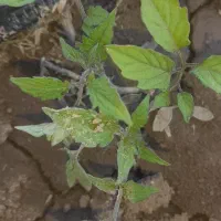 نشا گوجه مارول