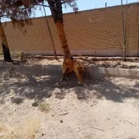 سگ نگهبان