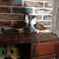 کبوتر چادری یا افشون