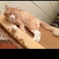 گمشده|حیوانات|بهبهان, |دیوار