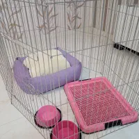 لوازم سگ خانگی