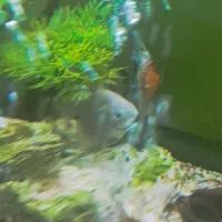 ماهی انجل|ماهی|بجنورد, |دیوار