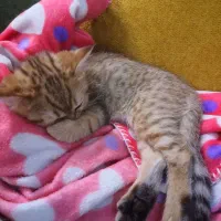 گربه بریتیش|گربه|تهران, اکباتان|دیوار