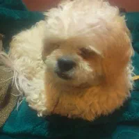 این سگ محدوده ی بعثت گمشده