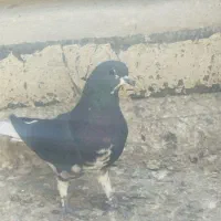 کفتر‌شهری‌.پلاکی|پرنده|شیراز, شهرک مفتح|دیوار