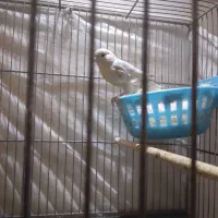 قناری ماده کارداده.