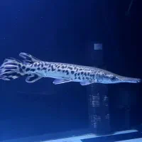 گار الیگیتور بزرگ