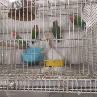 11عددکوتوله برزیلی فول فول اهلی آیهان|پرنده|خوی, |دیوار