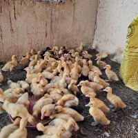 جوجه اردک|حیوانات مزرعه|ایذه, |دیوار