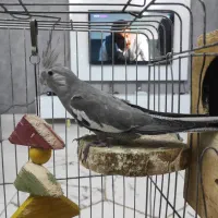 عروس هلندی جفت مولد خ الهیه ۱۱/۱۳|پرنده|بندرعباس, |دیوار