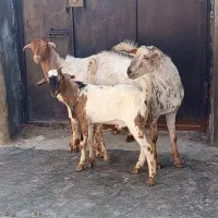 ۳عددنری گوشتی داشتی نزار کهره اغوس حجاج نزری