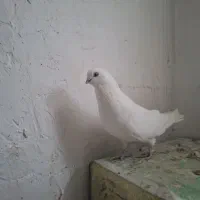 کبوتر شازده همشون قیمتهاشون فرق داره|پرنده|ایلخچی, |دیوار