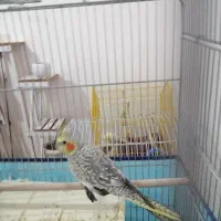 عروس هلندی ماده