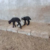 بره شیری گوسفند|حیوانات مزرعه|شیرین‌سو, |دیوار