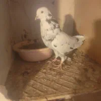 کبوتر پرشی|پرنده|شاهین دژ, |دیوار