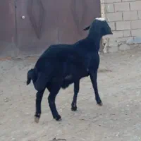 قوچ شیشک قره قزل