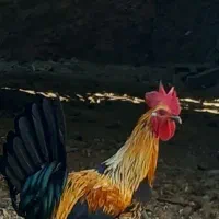 خروس فروشی|حیوانات مزرعه|کوه چنار, |دیوار