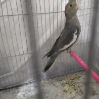 عروس هلندی ماده کار