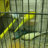 ۴ تا مرغ عشق فروشی دانه ۱۵۰