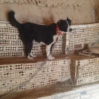 سگ لاس آدمی گله ایی|سگ|دهق, |دیوار