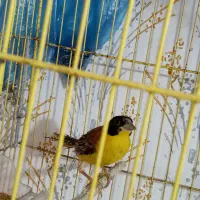 فنچ گلدین تک نر زرد موجوده|پرنده|رشت, علی آباد|دیوار