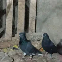 کبوتر|پرنده|کنگاور, |دیوار