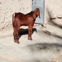 نربزپنچابی جوان 10ماهه|حیوانات مزرعه|مهرستان, |دیوار