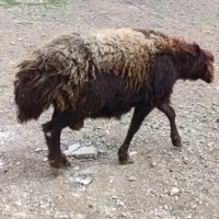 نر بره چاق جوان ۵۵ کیلو