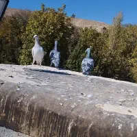 ماده سار  مسافتی|پرنده|مشهد, کارده|دیوار