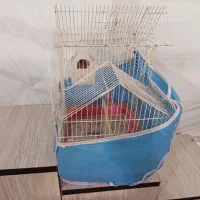 فنج نر یه جفت|پرنده|خسروشاه, |دیوار