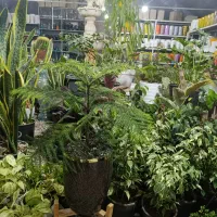 اجاره گلخانه جهت فروش گل و گلدان و نهالستان|اجارهٔ دفتر صنعتی، کشاورزی، تجاری|مرودشت, فاز دوم شهرک فرهنگیان|دیوار