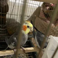 عروس هلندی