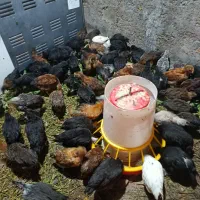 جوجه محلی اصل پاسیا