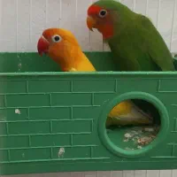 طوطی برزیلی سالم بالغ