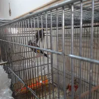 فنج کینگ سهره گلبسر سینه سرخ کبوتر گلدین برزیلی|پرنده|سمنان, |دیوار