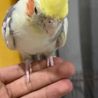 عروس هلندی نر|پرنده|دوگنبدان, |دیوار