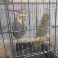 عروس هلندی|پرنده|فردیس, قریشی|دیوار