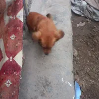 حیوان سگ پاکوتاه