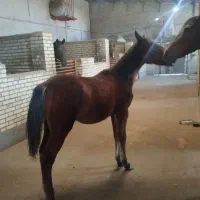 اسب کره نریان کرد|اسب و تجهیزات اسب‌سواری|خسروشاه, |دیوار